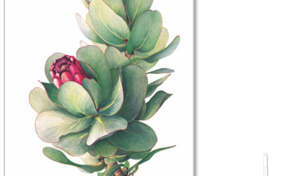 Protea grandiceps Print
