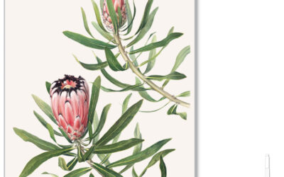 Protea neriifolia Print