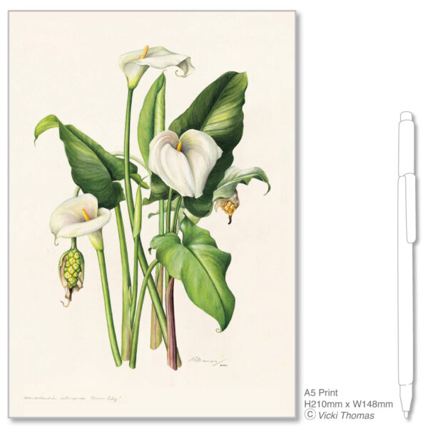 Zantedescia aethiopica A5 Print by Vicki Thomas